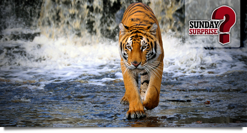 winamax sunday surprise 20 septembre 2015 inde tigres bengale