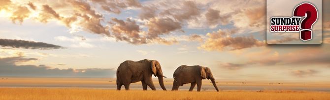 winamax-sunday-surprise-dimanche-4-decembre-afrique-du-sud-dos-elephant