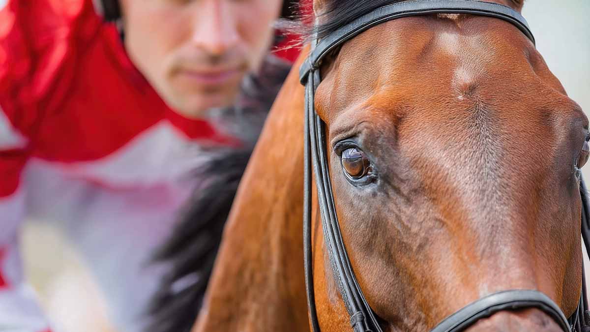 Pronostics  Gratuits R4C7 Prix Xavier de Chevigny - Challenge de l'Obstacle Equinaxy
