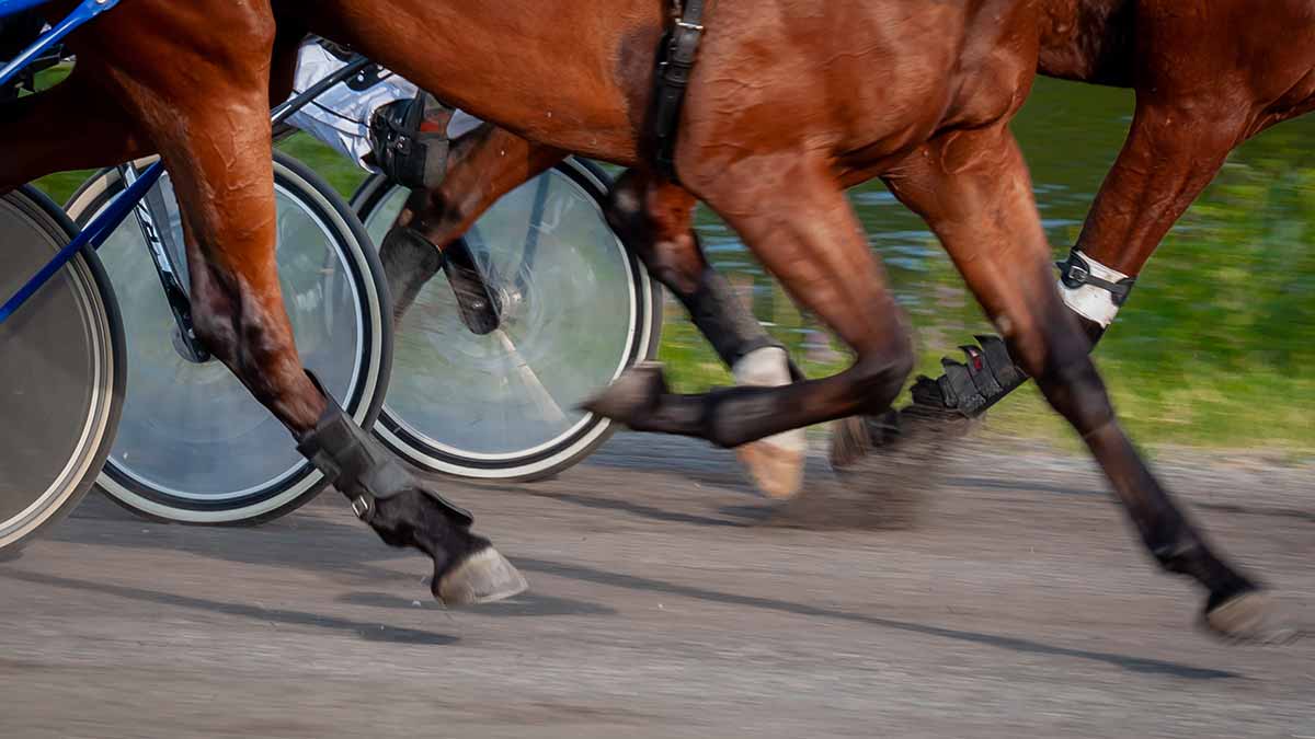 Pronostics  Gratuits R4C1 Prix de Caen, Etape du Tour de France